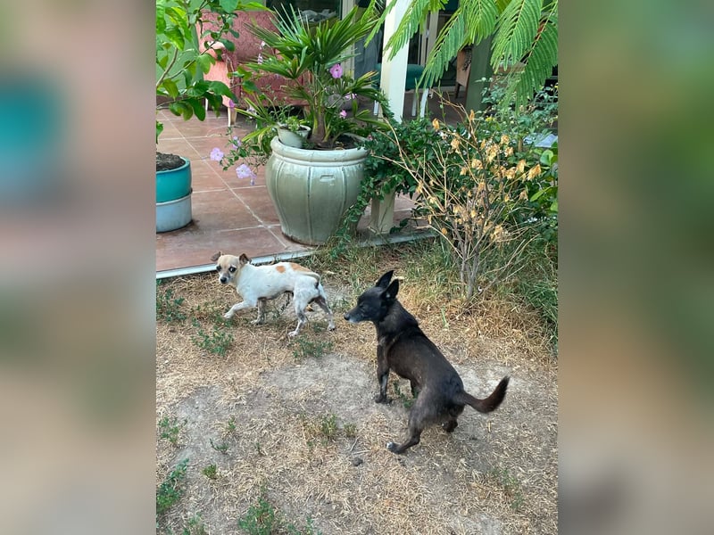 Oscar ist ein kleiner Schatz auf vier Pfoten