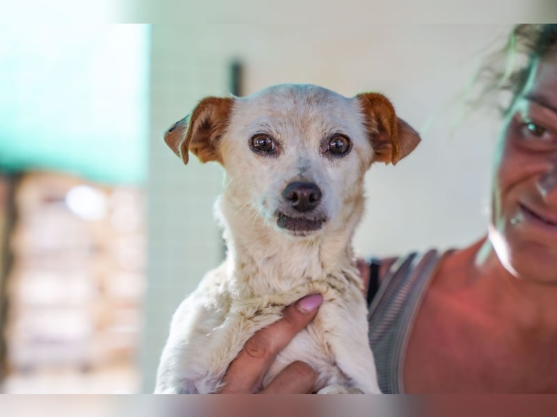 Adela – kleine Hundedame sucht ihr erstes richtiges Zuhause