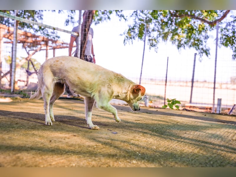 Adela – kleine Hundedame sucht ihr erstes richtiges Zuhause