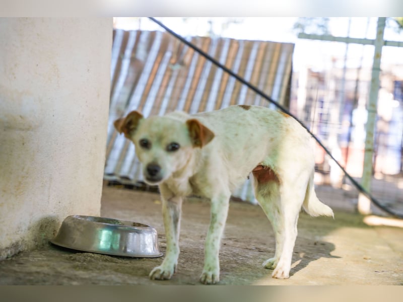 Adela – kleine Hundedame sucht ihr erstes richtiges Zuhause