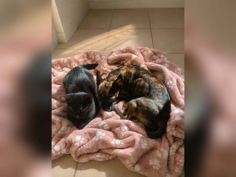 Chihuahua Mischling sucht liebevolles Zuhause