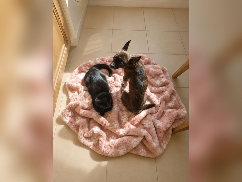 Chihuahua Mischling sucht liebevolles Zuhause