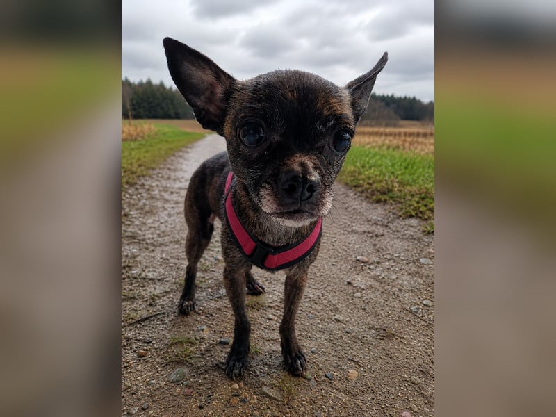 Chihuahua Mischling sucht liebevolles Zuhause