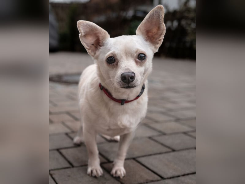 Füri - im Doppelpack mit Dobby - Tierhilfe Franken e.V.