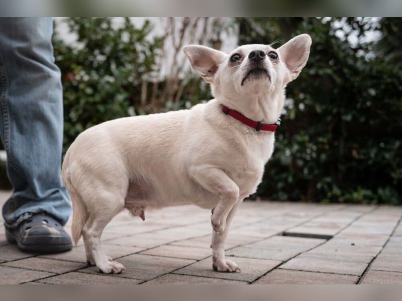 Füri - im Doppelpack mit Dobby - Tierhilfe Franken e.V.