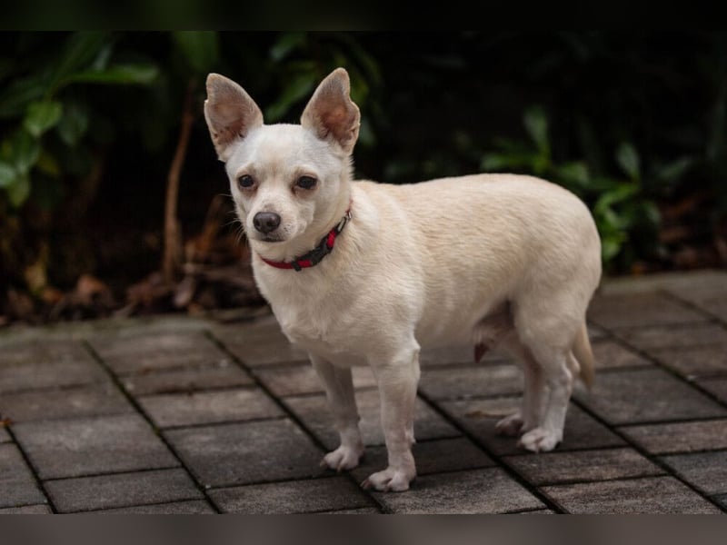 Füri - im Doppelpack mit Dobby - Tierhilfe Franken e.V.