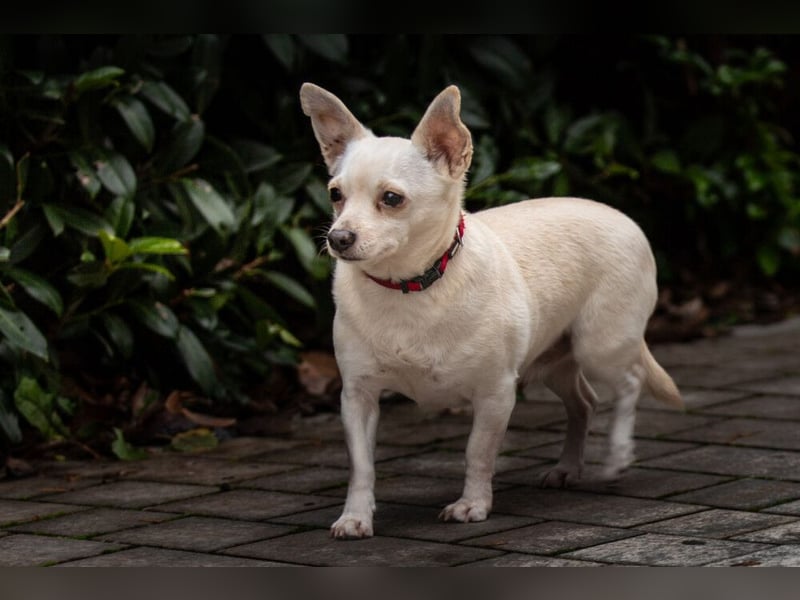 Füri - im Doppelpack mit Dobby - Tierhilfe Franken e.V.