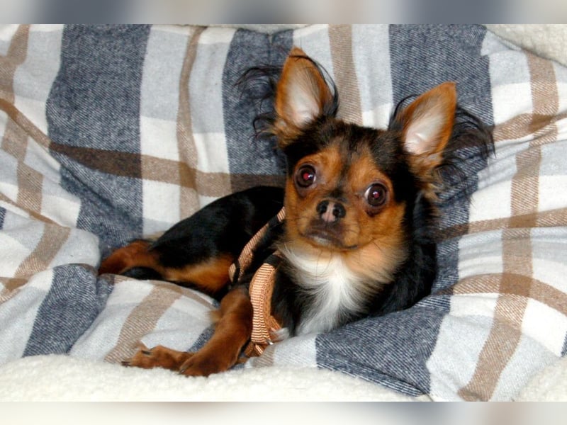 Jupi - aktives kleines Kerlchen - Tierhilfe Franken e.V.