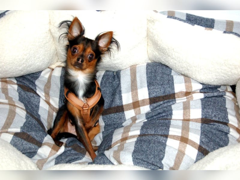 Jupi - aktives kleines Kerlchen - Tierhilfe Franken e.V.