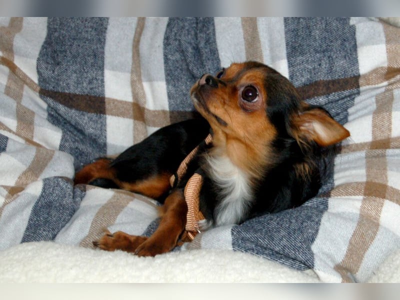 Jupi - aktives kleines Kerlchen - Tierhilfe Franken e.V.