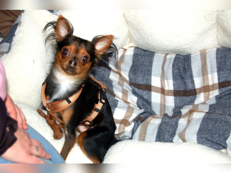 Jupi - aktives kleines Kerlchen - Tierhilfe Franken e.V.