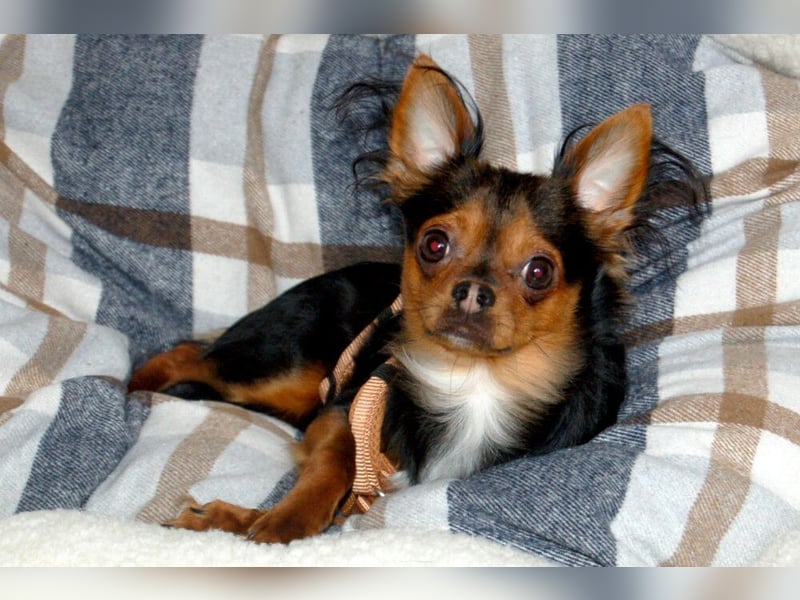 Jupi - aktives kleines Kerlchen - Tierhilfe Franken e.V.