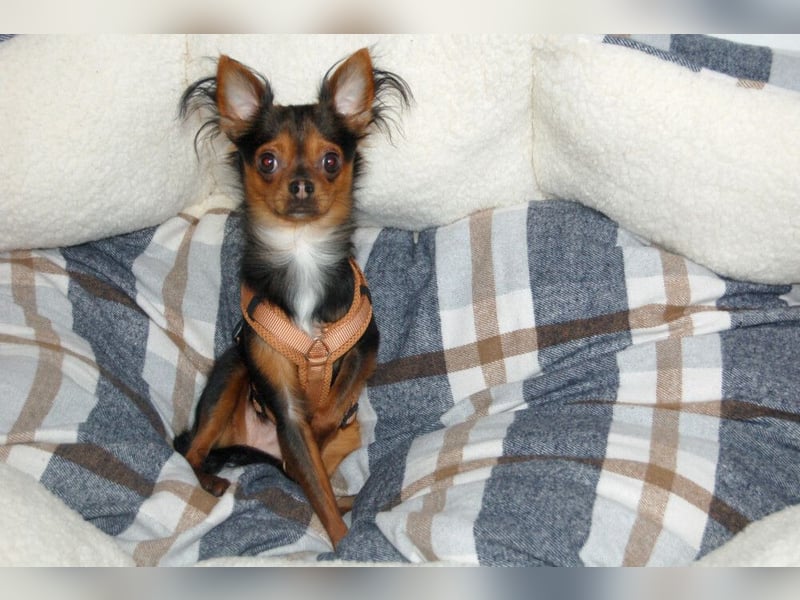 Jupi - aktives kleines Kerlchen - Tierhilfe Franken e.V.