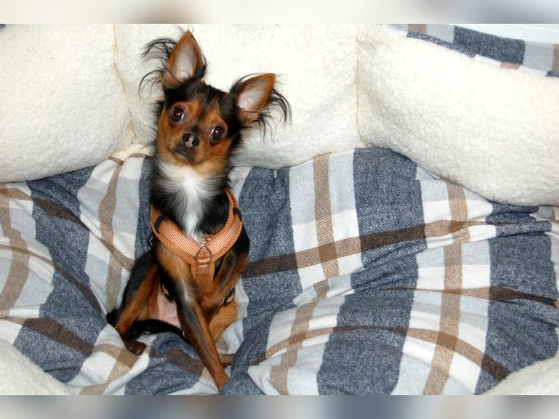 Jupi - aktives kleines Kerlchen - Tierhilfe Franken e.V.