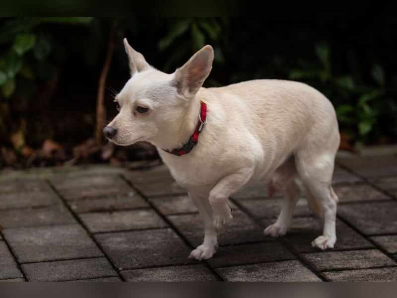 Füri - im Doppelpack mit Dobby - Tierhilfe Franken e.V.