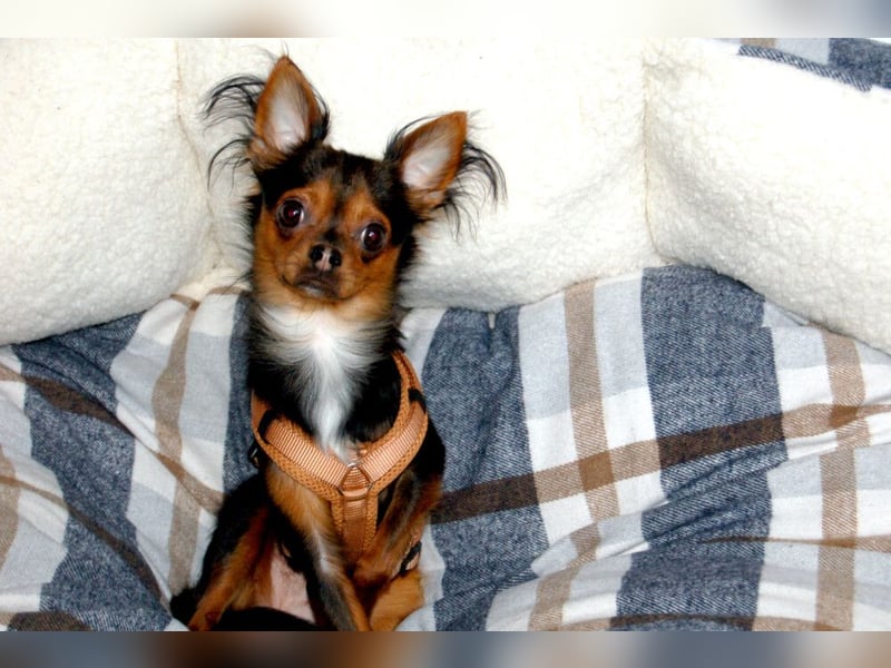 Jupi - aktives kleines Kerlchen - Tierhilfe Franken e.V.