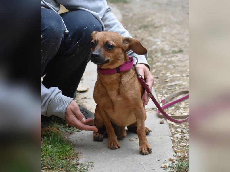  Kleiner Hund sucht großes Herz  Moon, geboren 26.08.2021