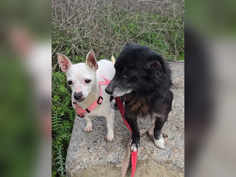 Mimma: kleine Maus sucht Kuschelplatz