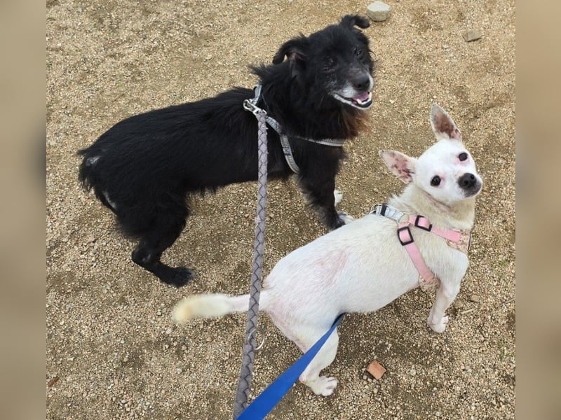 Mimma: kleine Maus sucht Kuschelplatz