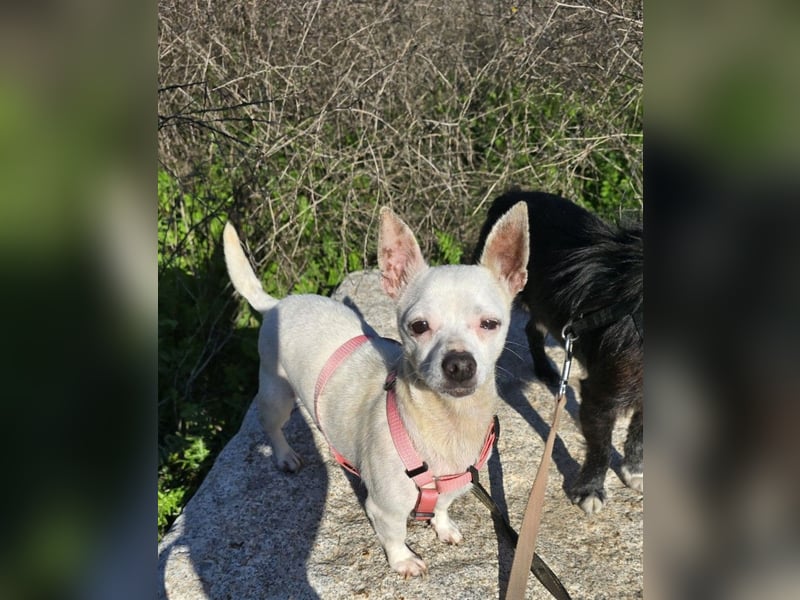 Mimma: kleine Maus sucht Kuschelplatz