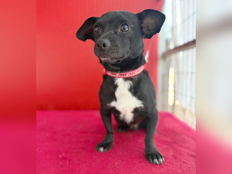 (R) ❤️ kleiner Herzensbrecher HOPI - 1,5 Jahre, 25cm/5,5kg - Mischling