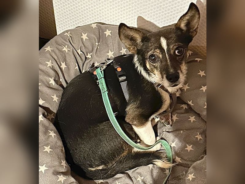 kleine Herzensbrecherin SAMI - 5 Jahre, 25cm - Chihuahua-Mix