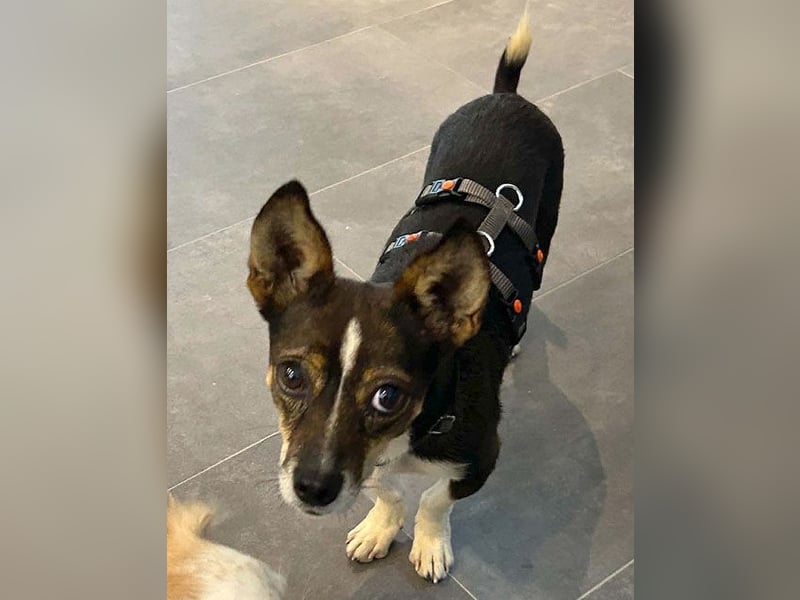 kleine Herzensbrecherin SAMI - 5 Jahre, 25cm - Chihuahua-Mix