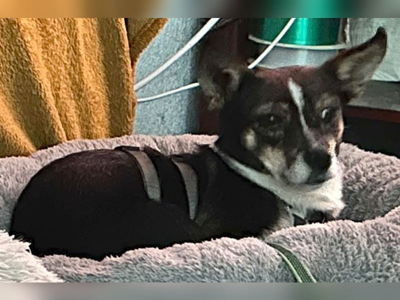 kleine Herzensbrecherin SAMI - 5 Jahre, 25cm - Chihuahua-Mix