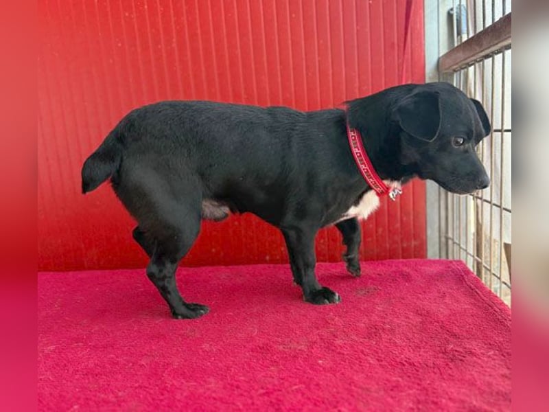 (R) ❤️ kleiner Herzensbrecher HOPI - 1,5 Jahre, 25cm/5,5kg - Mischling