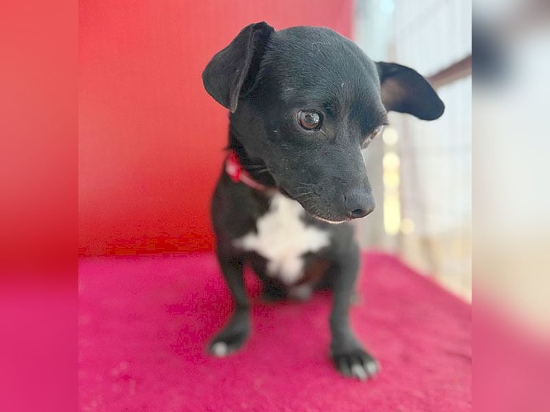 (R) ❤️ kleiner Herzensbrecher HOPI - 1,5 Jahre, 25cm/5,5kg - Mischling