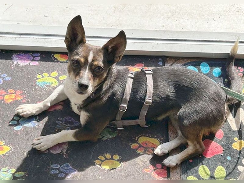 kleine Herzensbrecherin SAMI - 5 Jahre, 25cm - Chihuahua-Mix