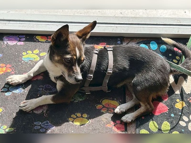 kleine Herzensbrecherin SAMI - 5 Jahre, 25cm - Chihuahua-Mix