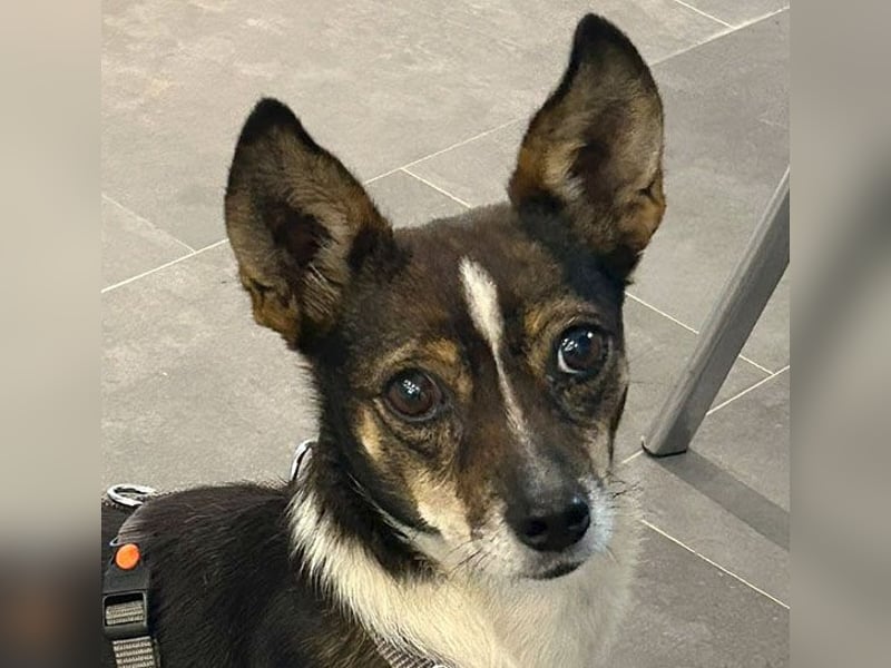 kleine Herzensbrecherin SAMI - 5 Jahre, 25cm - Chihuahua-Mix