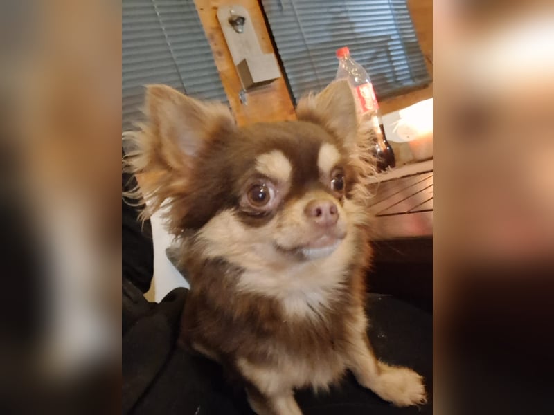 Chihuahua Deckrüde