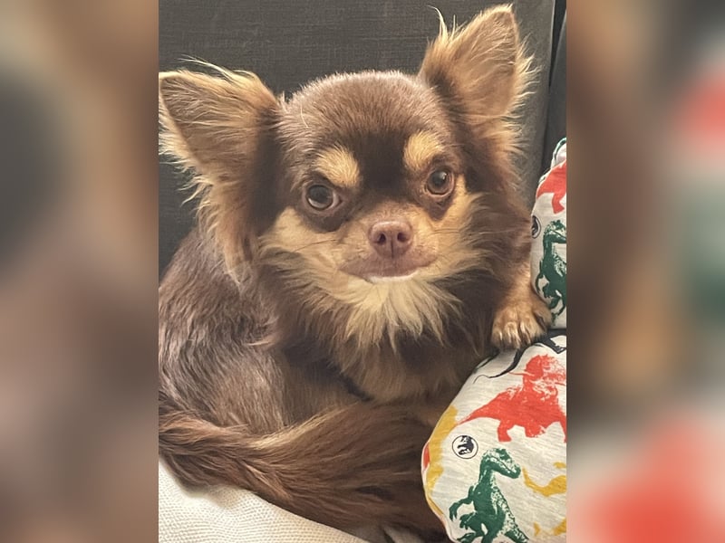 Chihuahua Deckrüde
