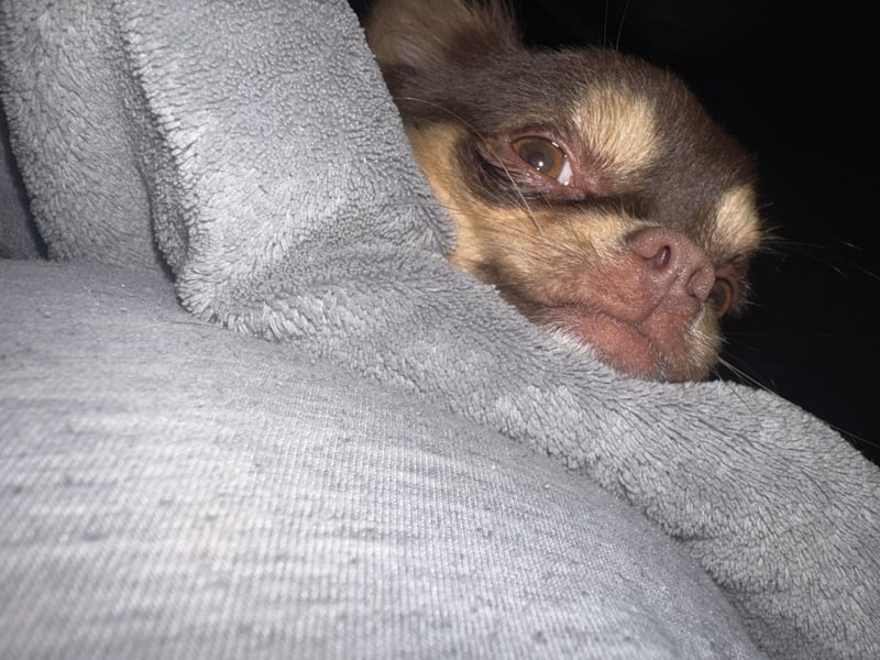 Chihuahua Deckrüde