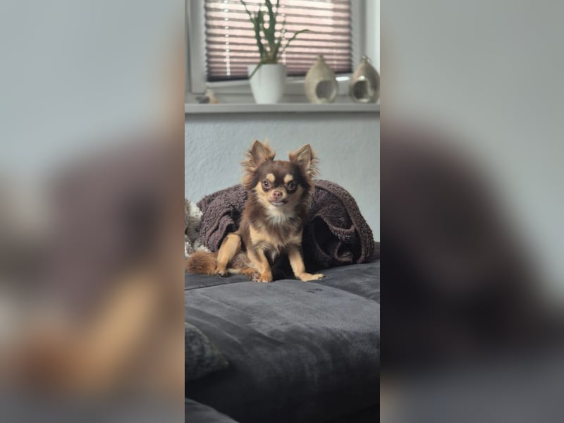 Chihuahua Deckrüde