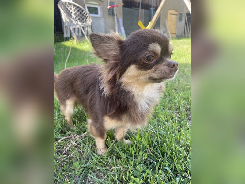 Chihuahua Deckrüde