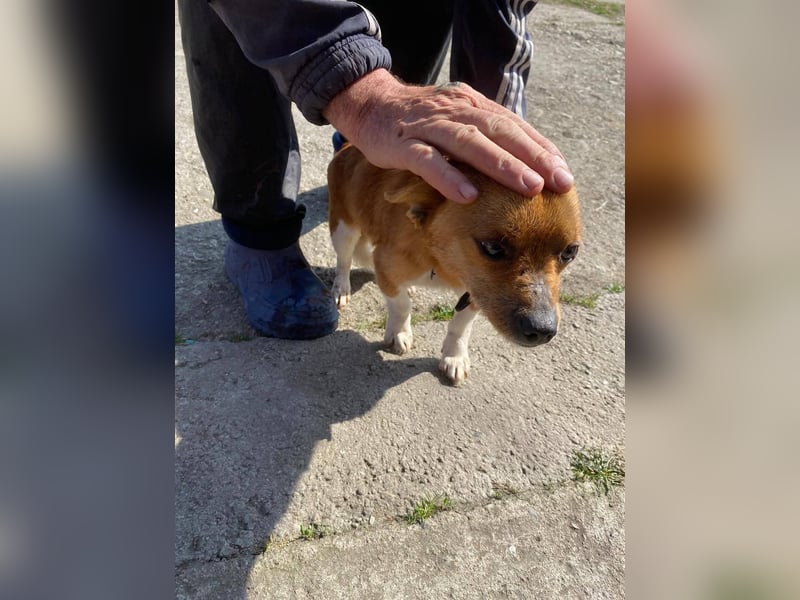 Pufi - vom Besitzer in die Tötung gebracht
