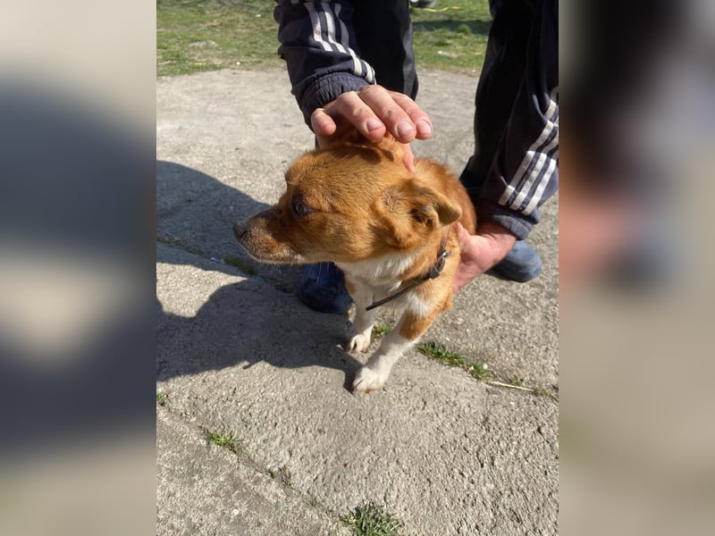 Pufi - vom Besitzer in die Tötung gebracht