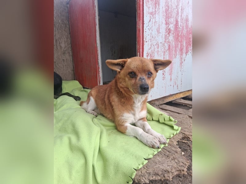 Pufi - vom Besitzer in die Tötung gebracht