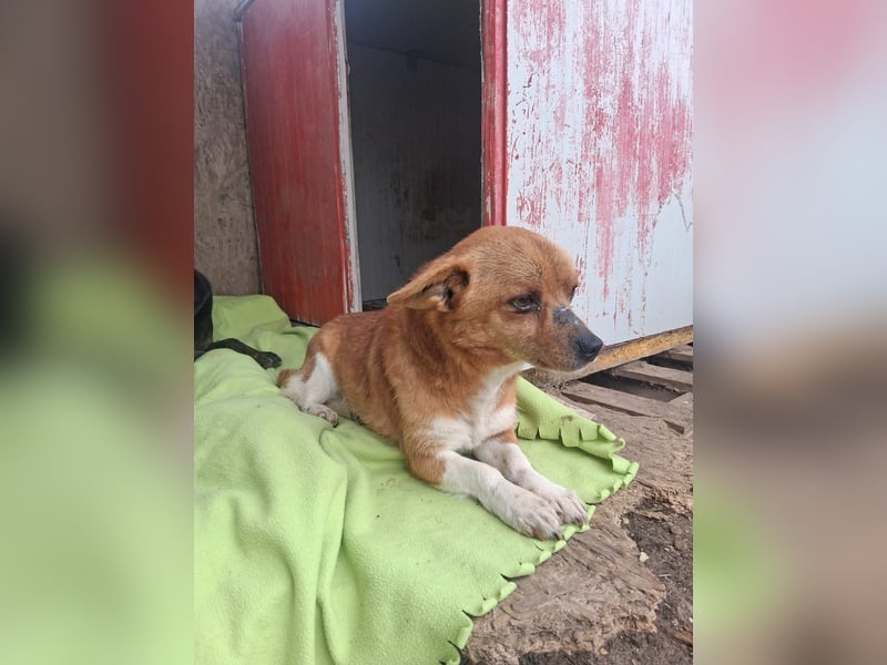Pufi - vom Besitzer in die Tötung gebracht