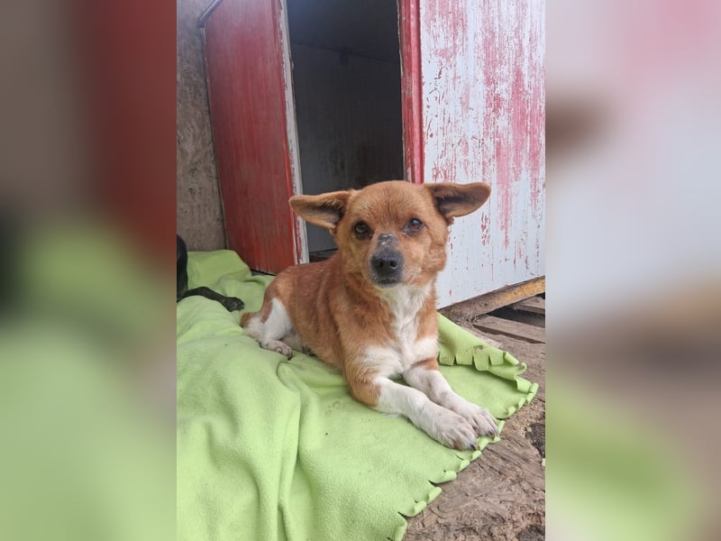 Pufi - vom Besitzer in die Tötung gebracht