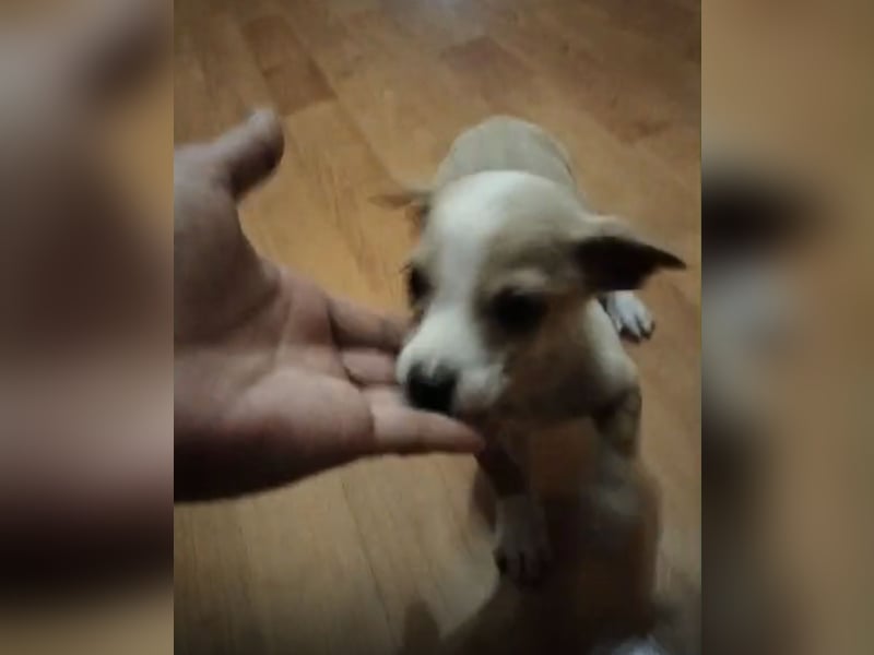 Toby, Kleine Pfötchen auf der Suche nach großem Glück