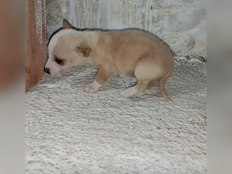 Toby, Kleine Pfötchen auf der Suche nach großem Glück