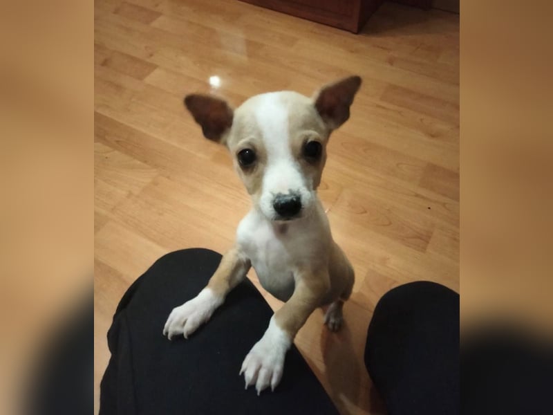 Toby, Kleine Pfötchen auf der Suche nach großem Glück