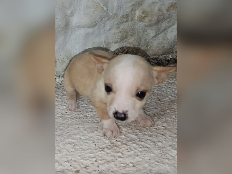 Toby, Kleine Pfötchen auf der Suche nach großem Glück