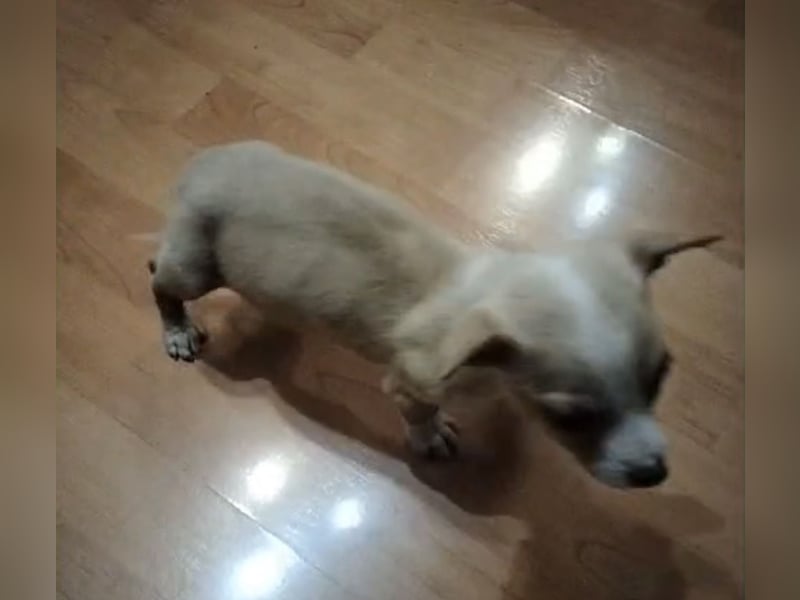 Toby, Kleine Pfötchen auf der Suche nach großem Glück