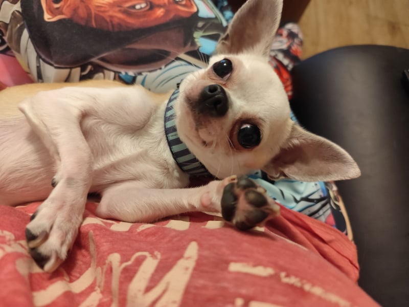 Deckrüde Chihuahua