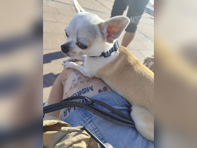 Deckrüde Chihuahua